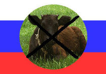 Мясо из России Мясо из России