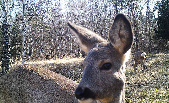 Косули в Чернобыльской зоне отчуждения