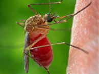 Комар Culex quinquefasciatus, переносчик лихорадки Западного Нила Комар Culex quinquefasciatus, переносчик лихорадки Западного Нила