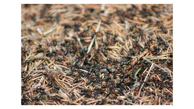 Al Riyadh (Саудовская Аравия): муравьи способны очистить ваш дом от пауков