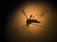 Комар вида Aedes aegypti под микроскопом в институте Фиокруз, город Ресифи, Бразилия Комар вида Aedes aegypti под микроскопом в институте Фиокруз, город Ресифи, Бразилия