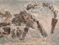 Скелет плезиозавра Polycotylus latippinus Скелет плезиозавра Polycotylus latippinus