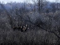 Лоси рядом с деревней Красноселье на территории Полесского радиационно-экологического заповедника Лоси рядом с деревней Красноселье на территории Полесского радиационно-экологического заповедника