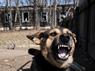 Полесский радиационно-экологический заповедник в Белоруссии Полесский радиационно-экологический заповедник в Белоруссии