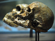 Череп Homo Sapiens в сравнении с черепом неандертальца Череп Homo Sapiens в сравнении с черепом неандертальца
