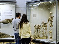 Зоологический музей Зоологический музей