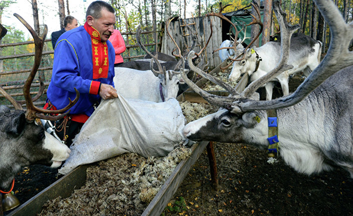 Саам кормит оленя