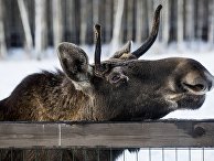 Лось на биостанции в парке "Лосиный остров"