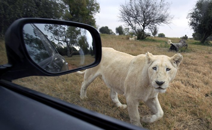 Молодой лев. Lions Park близ Йоханнесбурга, ЮАР.