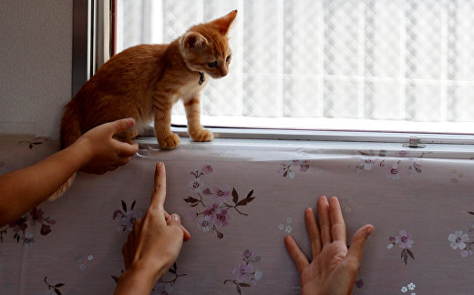 Котопоезд Котопоезд