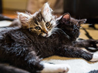 Котята Котята