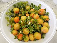 Овощи и зелень Овощи и зелень