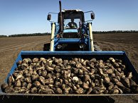 Уборка сахарной свеклы Уборка сахарной свеклы