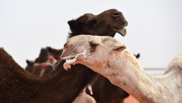 Верблюды на ежегодном фестивале верблюдов короля Абдул-Азиза в Руме