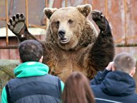 Бурый медведь в зоопарке города Калининграда Бурый медведь в зоопарке города Калининграда