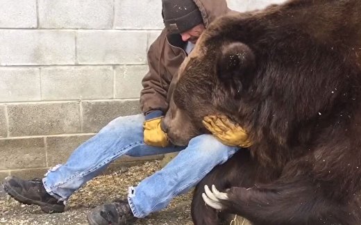 Осиротевший медведь Осиротевший медведь