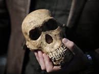 Американский антрополог Ли Роджерс Бергер держит копию черепа Homo Naledi Американский антрополог Ли Роджерс Бергер держит копию черепа Homo Naledi