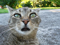 Кот удивлен Кот удивлен