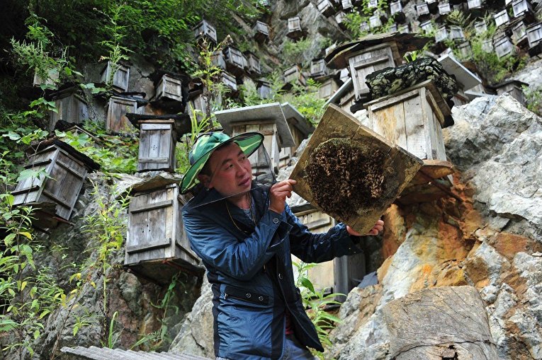 Пчеловодство в Китае | Фото | ИноСМИ - Все, что достойно перевода