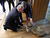 Президент РФ Владимир Путин и президент Республики Сербии Александр Вучич гладят щенка шарпланинской овчарки Президент РФ Владимир Путин и президент Республики Сербии Александр Вучич гладят щенка шарпланинской овчарки