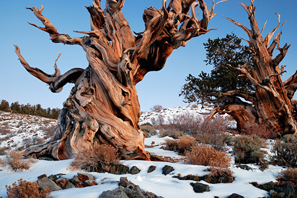 Pinus longaeva, Ð¡Ð¾ÑÐ½Ð Ð¾ÑÑ‚Ð¸ÑÑ‚ÐÑ Ð¼ÐÐÐ³Ð¾Ñ€Ð½ÐÑ