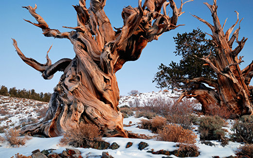 Pinus longaeva, Сосна остистая межгорная Pinus longaeva, Сосна остистая межгорная