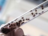 Борьба с насекомыми-переносчиками опасных заболеваний в Ставропольском крае Борьба с насекомыми-переносчиками опасных заболеваний в Ставропольском крае
