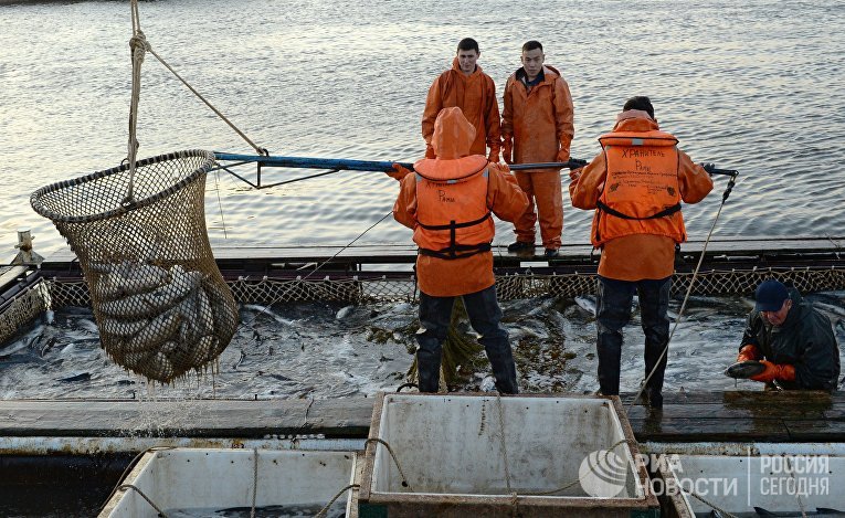 Что ищут в рыбных хозяйствах норвегии с помощью компьютерного зрения