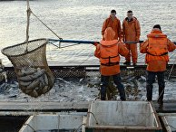 Массовый лов красной рыбы в России Массовый лов красной рыбы в России