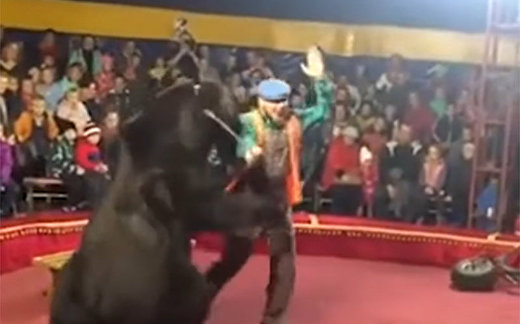 Un oso ataca a su domador en plena función en un circo de Rusia Un oso ataca a su domador en plena función en un circo de Rusia