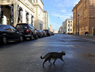 Кошка перед зданием Эрмитажа в Санкт-Петербурге Кошка перед зданием Эрмитажа в Санкт-Петербурге