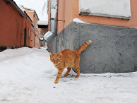 Кот на улице Рыбинска Кот на улице Рыбинска