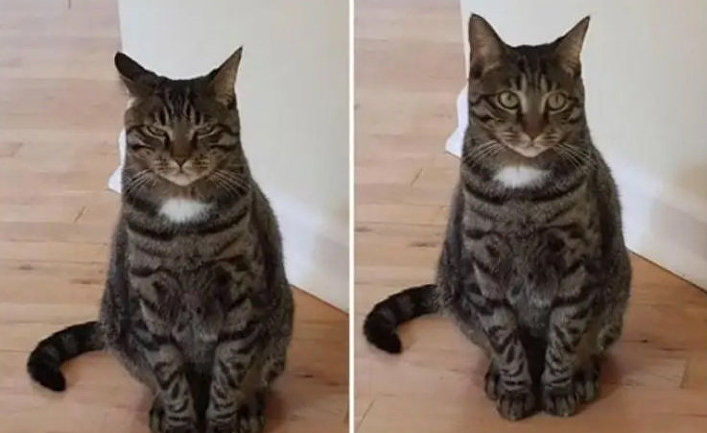 My sister caught my cat plotting