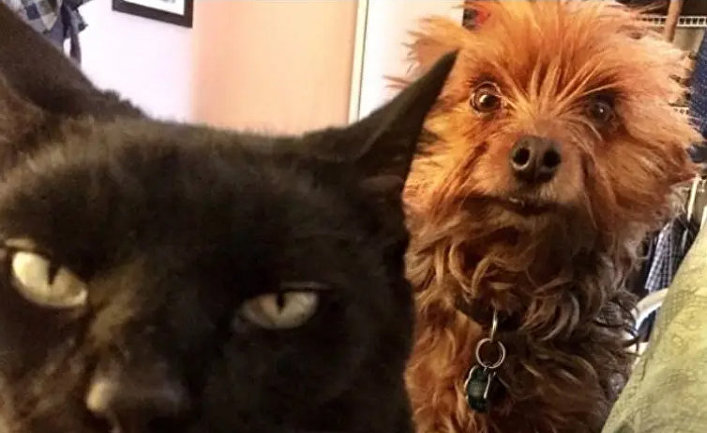When the cat is plotting to kill you and the dog is trying to warn you...