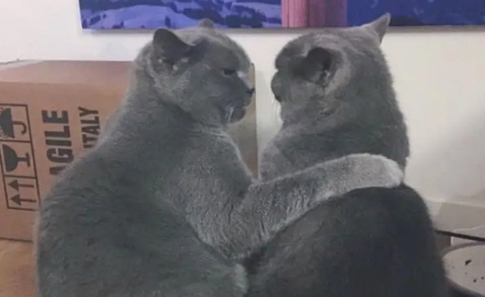 My cats look like they're plotting against me.