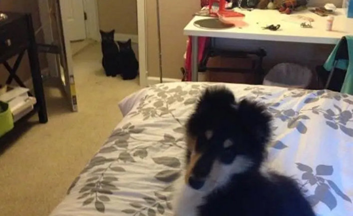 Just adopted this little guy; the cats are already plotting his downfall.