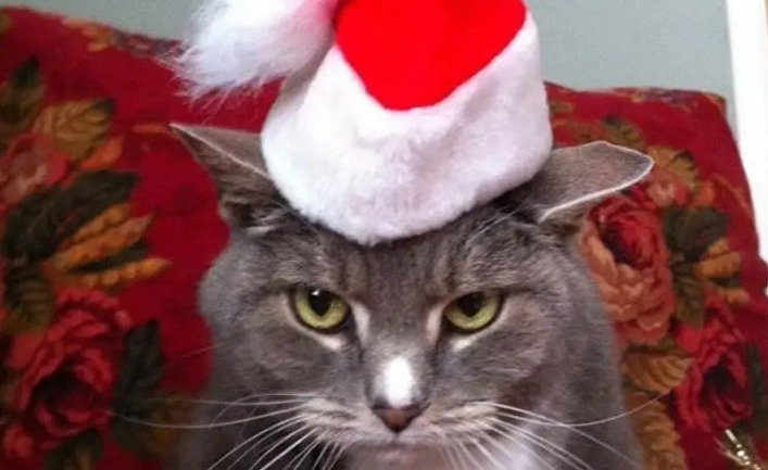 My cat is unimpressed with the contents of her xmas stocking. Also, she may be plotting to kill me.