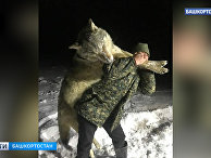 В Башкирии застрелили огромного волка В Башкирии застрелили огромного волка