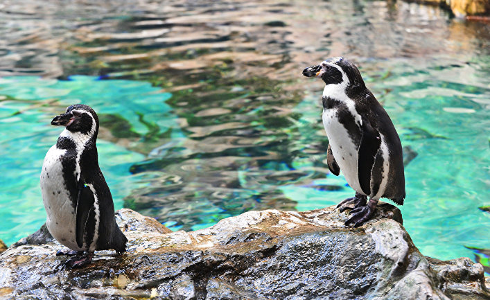 Самец и самка пингвинов Гумбольдта в пингвинарии Лоро Парка (Loro Parque) на Тенерифе (Tenerife).