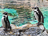 Самец и самка пингвинов Гумбольдта в пингвинарии Лоро Парка (Loro Parque) на Тенерифе (Tenerife). Самец и самка пингвинов Гумбольдта в пингвинарии Лоро Парка (Loro Parque) на Тенерифе (Tenerife).