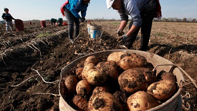 Чем можно заменить картофель: диетологи назвали три продукта (Вести, Украина)