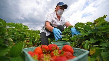 Финляндия работа для украинца клубника. 247720281. Финляндия работа для украинца клубника фото. Финляндия работа для украинца клубника-247720281. картинка Финляндия работа для украинца клубника. картинка 247720281. Сбор клубники в Финляндии – это достаточно популярный способ подзаработать среди граждан из России, Украины и Белоруссии. Летом, на такой вид заработка к нашим северным соседям приезжают более 10 000 человек из разных уголков мира. Причина довольна проста, каждый год финские фермеры нуждаются в острой помощи по сбору урожая. Нужно отметить, что это может быть не только клубника, но и различные овощи, а также фрукты, малина или горох.