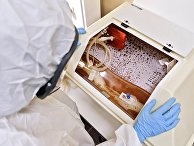 Первая в мире вакцина от коронавируса Первая в мире вакцина от коронавируса