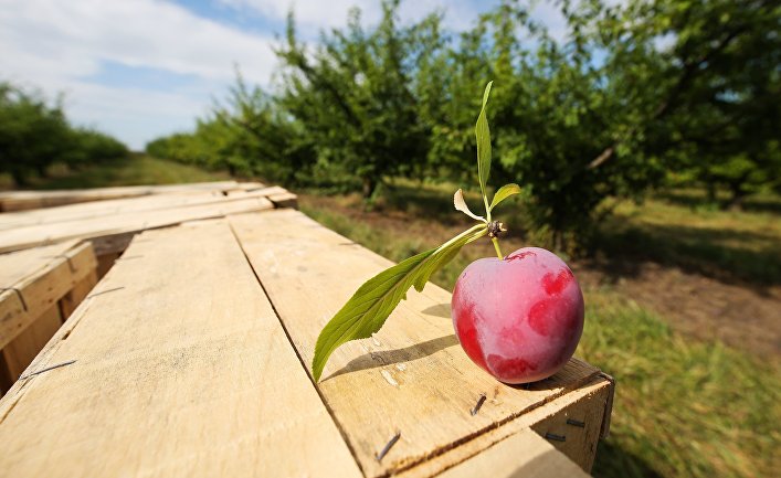Сбор урожая сливы