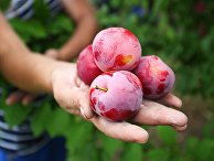 Сбор урожая алычи и сливы Сбор урожая алычи и сливы