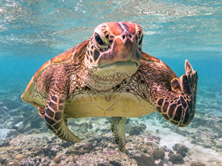 Финалисты конкурса забавных фотографий дикой природы Финалисты конкурса забавных фотографий дикой природы