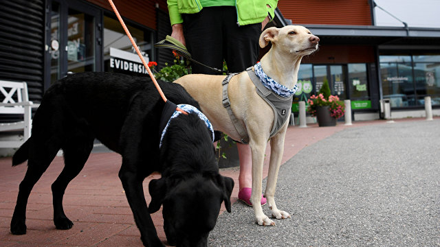 Dagens Nyheter (Швеция): пес — эксперт по covid-19 Кёсси определит, не больны ли вы