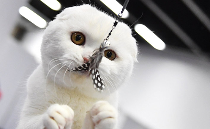 Котенок породы скоттиш-фолд (шотландская вислоухая) на выставке-продаже "КоШарики Шоу" в Москве