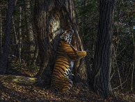 Лучшие фотографии конкурса Wildlife Photographer of the Year Лучшие фотографии конкурса Wildlife Photographer of the Year