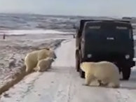 Белые медведи залезли в мусоровоз Белые медведи залезли в мусоровоз